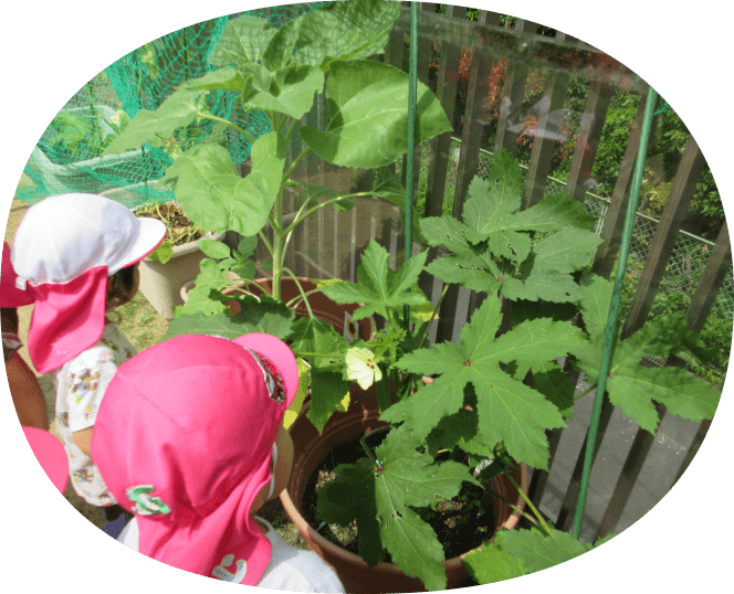 夏野菜の栽培